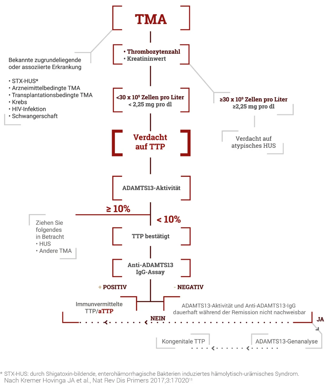 Ein diagnostisches Flussdiagramm für thrombotische Mikroangiopathie (TMA), das Entscheidungswege basierend auf ADAMTS13- Aktivitätsniveaus und Antikörpertests zeigt, um zwischen TTP und anderen Erkrankungen zu unterscheiden.