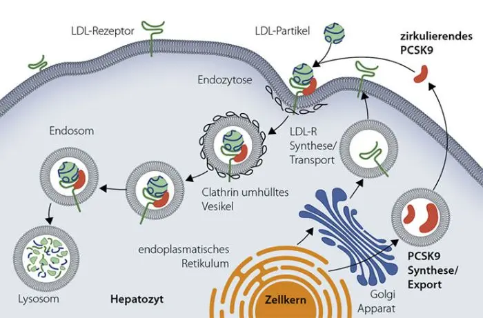 Illustration mit Titel "Wie bewirkt eine PCSK9 eine LDL-C-Erhöhung? Indem es das Recycling der LDL-C-Rezptoren verhindert". Diese zeigt die Interaktion zwischen LDL-Rezeptoren und PCSK9, einem natürlich vorkommenen Protein, in einem Hepatozyten. Das Bild zeigt: LDL-C-Partikel, die an LDL-Rezeptoren auf der Zellmembran binden, den Endozytoseprozess, die Bildung von Clathrin-umhüllten Vesikeln und den LDL-Cholsterin Abbau in Lysosomen. Es stellt auch die PCSK9-Synthese im endoplasmatischen Retikulum, die Verarbeitung durch den Golgi-Apparat und seine Freisetzung als zirkulierendes PCSK9 dar, das an LDL-Rezeptoren bindet, gemeinsam mit LDL-Cholesterinpartikel, und zu deren Abbau führt. Es werden somit weniger LDL-Rezeptoren recycelt und zur Zelloberfläche zurück transportiert, somit stehen weniger LDL-Rezeptoren zur Verfügung um LDL- Cholesterinpartikel aus dem Blut zu entfernen, wodurch die LDL-Cholesterin Spiegel steigt. Der Zellkern, Endosomen und Rezeptor-Recycling-Wege sind ebenfalls dargestellt.