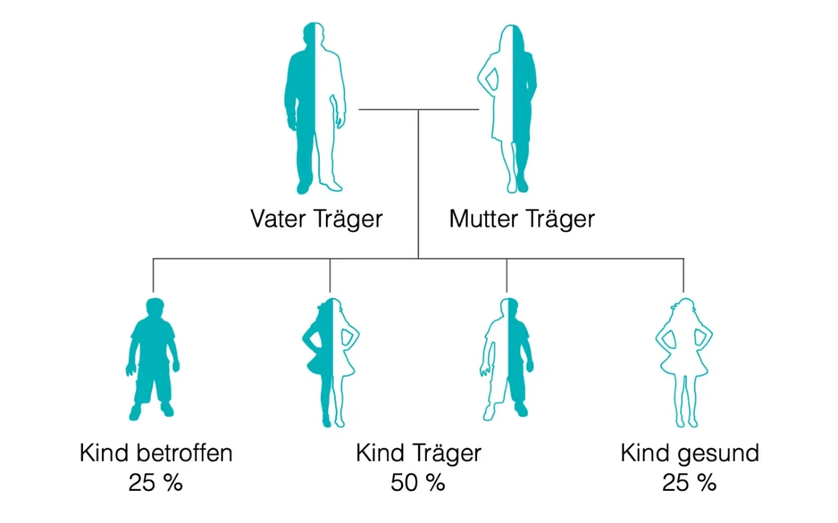 Stammbaum-Diagramm mit zwei Generationen und Geschlechterverteilung: Veranschaulicht sind Vater und Mutter, welche Träger der Erkrankung sind. Ihre Nachkommen sind mit 25% Wahrscheinlichkeit betroffen, mit 50% Träger und mit 25% gesund.