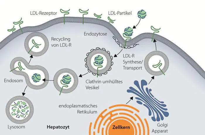 Illustration mit Titel "Wie erfolgt normalerweise die LDL-C-Aufnahme in die Leberzelle und das Recycling des LDL- Rezeptors?". Diese zeigt den Aufnahmeprozess eines LDL-Cholesterinpartikels in eine Leberzelle (Hepatozyt). Der Prozess umfasst: Bindung von LDL-Partikeln an LDL-Rezeptoren auf der Zellmembran, Endozytose des LDL- Rezeptor-Komplexes, Bildung von Clathrin-umhüllten Vesikeln, Verarbeitung in Endosomen, bis zu 100-faches LDL-Rezeptor-Recycling inklusive Rücktransport zur Zelloberfläche, als auch Abbau von LDL-Cholesterin in Lysosomen. Der Zellkern, Endosomen und Rezeptor-Recycling-Wege sind ebenfalls dargestellt.