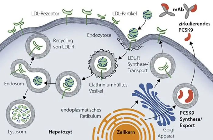 Illustration mit Titel "Wie stoppt ein PCSK9-Inhibitor die Wirkung von PCSK9?". Diese zeigt den Aufnahmeprozess eines LDL-Cholesterinpartikels in einer Leberzelle (Hepatozyt) inklusive Bindung von PCSK9-Antikörper. Das Bild zeigt LDL-Partikel, die an LDL-Rezeptoren binden und die weitere Verarbeitung in Endosomen und den LDL-C- Partikel Abbau in Lysosomen. Es zeigt auch das Recycling von LDL-Rezeptoren inklusive Rücktransport zur Zelloberfläche. Zusätzlich veranschaulicht die Illustration die Bindung von monoklonalen Antikörper (mAb) an zirkulierendes PCSK9. Dadurch steht kein freies PCSK9 zur Verfügung, das an LDL-Rezeptoren bindet. Folglich wird das Recycling des LDL-Rezeptoren gefördert und es stehen mehr LDL-Rezeptoren auf der Leberzelle für die Aufnahme von LDL-Cholesterinpartikel aus dem Blut zur Verfügung. Der LDL-Cholesterin Spiegel sinkt. Der Zellkern, Endosomen und Rezeptor-Recycling-Wege sind ebenfalls dargestellt.