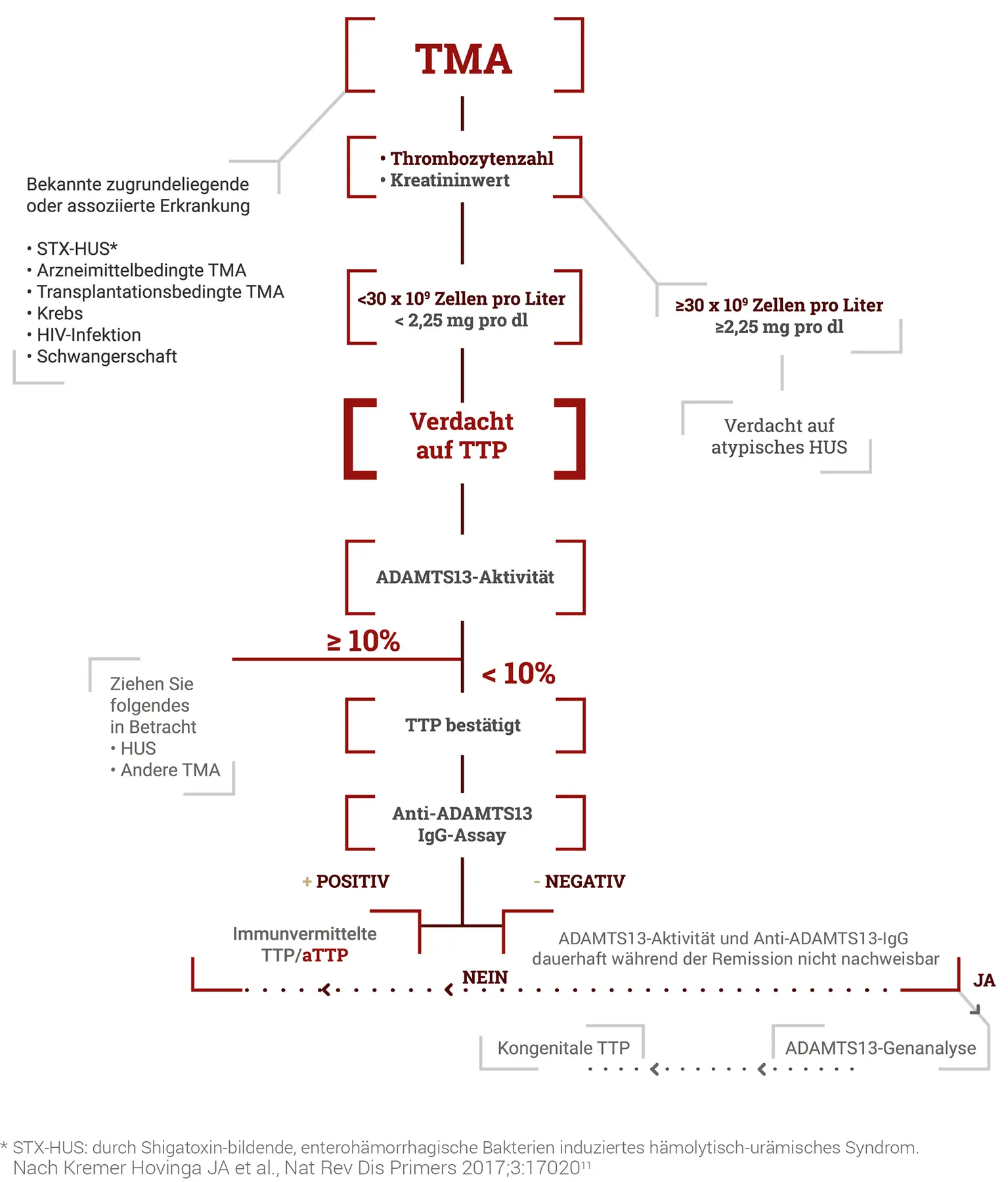 Ein diagnostisches Flussdiagramm für thrombotische Mikroangiopathie (TMA), das Entscheidungswege basierend auf ADAMTS13- Aktivitätsniveaus und Antikörpertests zeigt, um zwischen TTP und anderen Erkrankungen zu unterscheiden.